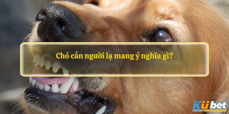 Chó cắn người lạ mang ý nghĩa gì?