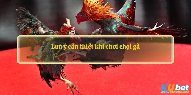 Lưu ý cần thiết khi chơi chọi gà