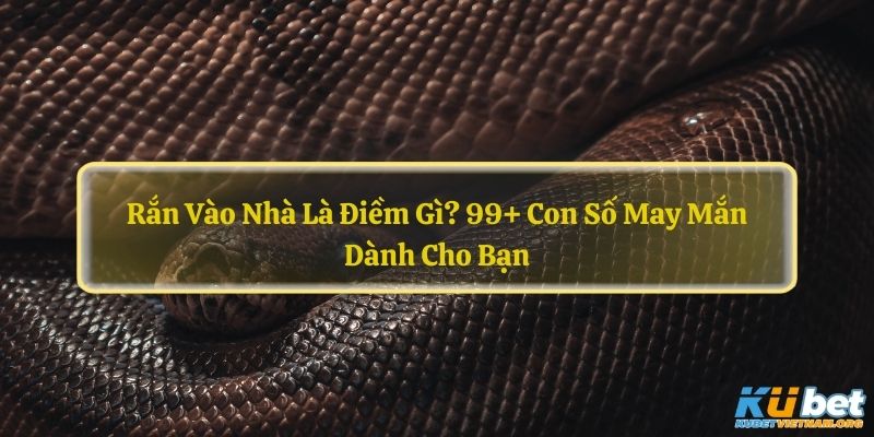 Rắn Vào Nhà Là Điềm Gì? 99+ Con Số May Mắn Dành Cho Bạn