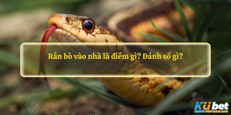 Rắn bò vào nhà là điềm gì? Đánh số gì?