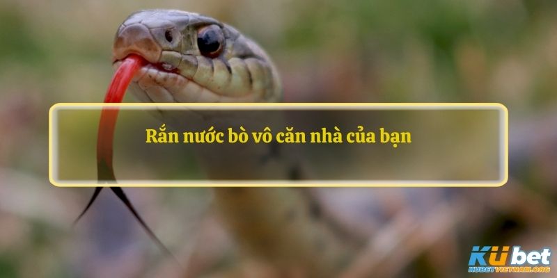 Rắn nước bò vô căn nhà của bạn